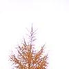 Larix gmelinii var. olgensis, habit