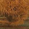 Larix gmelinii var. olgensis, habit