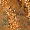 Larix gmelinii var. olgensis, fall color