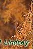 Larix gmelinii var. olgensis, fall color