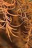 Larix gmelinii var. olgensis, fall color