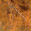 Larix gmelinii var. olgensis, fall color