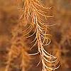 Larix gmelinii var. olgensis, fall color