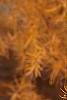Larix gmelinii var. olgensis, fall color
