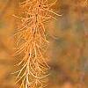 Larix gmelinii var. olgensis, fall color
