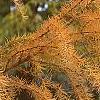 Larix gmelinii var. olgensis, fall color