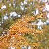 Larix gmelinii var. olgensis, fall color