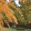 Larix gmelinii var. olgensis, fall color