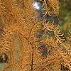 Larix gmelinii var. olgensis, fall color