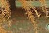 Larix gmelinii var. olgensis, fall color