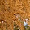 Larix gmelinii var. olgensis, fall color
