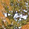 Larix gmelinii var. olgensis, fall color