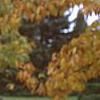 Larix gmelinii var. olgensis, fall color