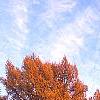 Larix gmelinii var. principis-rupprechtii, habit