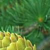 Larix gmelinii var. principis-rupprechtii, fruit
