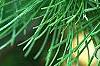 Larix gmelinii var. principis-rupprechtii, fruit