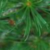 Larix gmelinii var. principis-rupprechtii, fruit