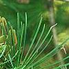 Larix gmelinii var. principis-rupprechtii, fruit