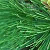 Larix gmelinii var. principis-rupprechtii, fruit