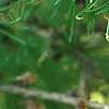 Larix gmelinii var. principis-rupprechtii, fruit
