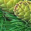 Larix gmelinii var. principis-rupprechtii, fruit