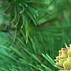Larix gmelinii var. principis-rupprechtii, fruit