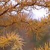Larix kaempferi 'Diane', leaves