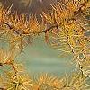 Larix kaempferi 'Diane', leaves