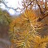 Larix kaempferi 'Diane', leaves