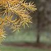 Larix kaempferi 'Diane', leaves