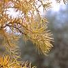 Larix kaempferi 'Diane', leaves