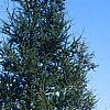 Larix laricina, habit