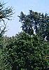 Larix laricina, habit