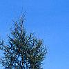 Larix laricina, habit