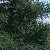 Larix laricina, habit