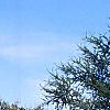 Larix laricina, habit