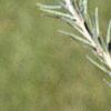 Larix laricina, leaves