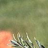 Larix laricina, leaves