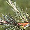 Larix laricina, leaves