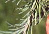 Larix laricina, leaves