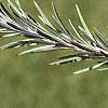 Larix laricina, leaves
