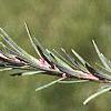 Larix laricina, leaves