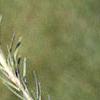 Larix laricina, leaves