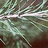 Larix laricina, leaves