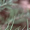 Larix laricina, leaves