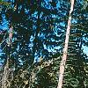 Picea abies, habit