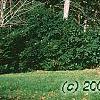 Picea abies, habit