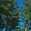 Picea abies, habit