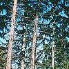 Picea abies, habit