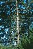 Picea abies, habit